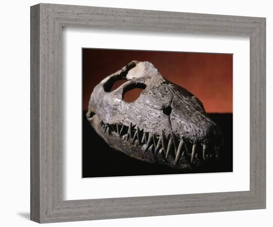 Fossil Crocodile Skull-Layne Kennedy-Framed Photographic Print