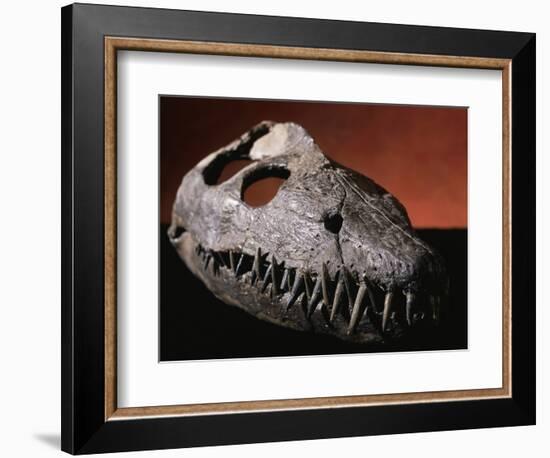 Fossil Crocodile Skull-Layne Kennedy-Framed Photographic Print