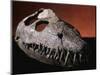 Fossil Crocodile Skull-Layne Kennedy-Mounted Photographic Print