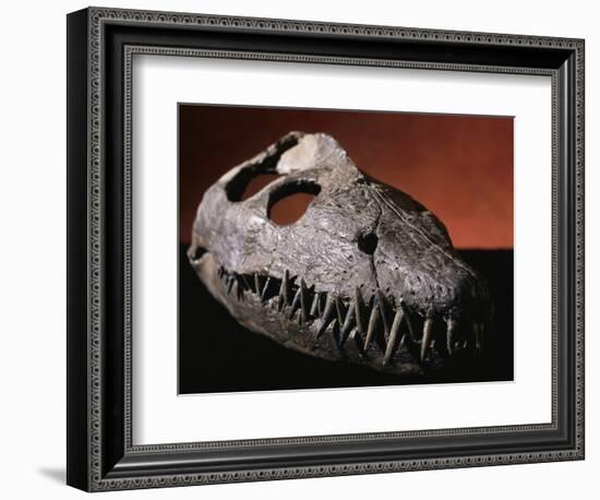 Fossil Crocodile Skull-Layne Kennedy-Framed Photographic Print