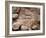 Fossil Dinosaur Footprint Near Tuba City, Arizona-null-Framed Photographic Print