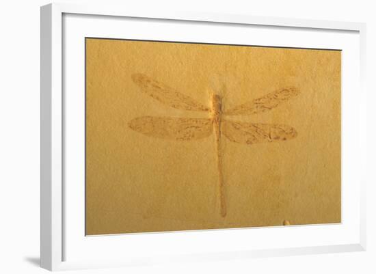 Fossil Dragonfly, Green River Formation-null-Framed Photographic Print