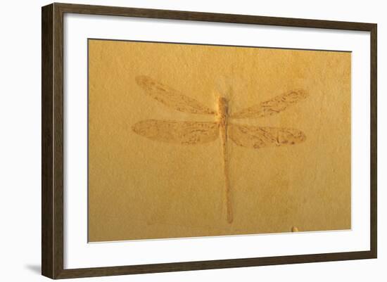 Fossil Dragonfly, Green River Formation-null-Framed Photographic Print