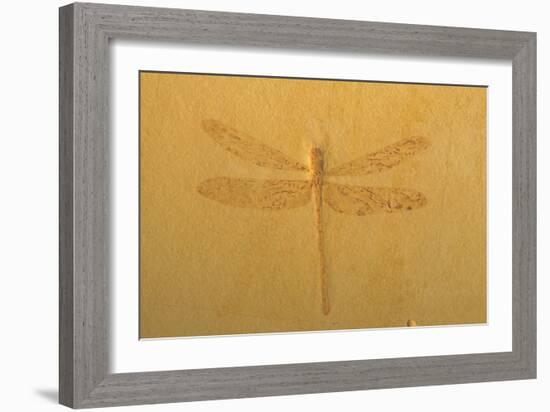 Fossil Dragonfly, Green River Formation-null-Framed Photographic Print