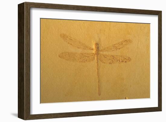 Fossil Dragonfly, Green River Formation-null-Framed Photographic Print