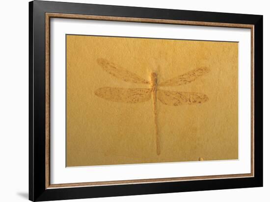 Fossil Dragonfly, Green River Formation-null-Framed Photographic Print