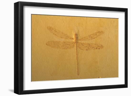 Fossil Dragonfly, Green River Formation-null-Framed Photographic Print