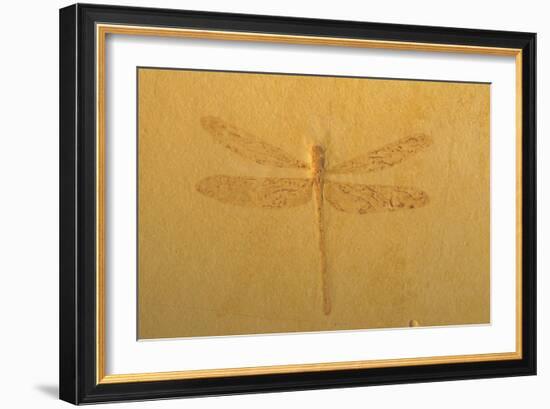 Fossil Dragonfly, Green River Formation-null-Framed Photographic Print