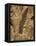 Fossil Fern Found in the Vermillion Grove Coal Mine in Illinois-Layne Kennedy-Framed Premier Image Canvas