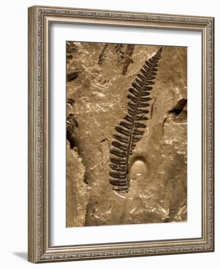 Fossil Fern Found in the Vermillion Grove Coal Mine in Illinois-Layne Kennedy-Framed Photographic Print