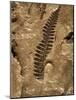 Fossil Fern Found in the Vermillion Grove Coal Mine in Illinois-Layne Kennedy-Mounted Photographic Print
