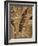 Fossil Fern Found in the Vermillion Grove Coal Mine in Illinois-Layne Kennedy-Framed Photographic Print