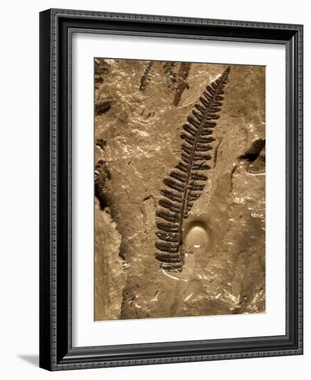 Fossil Fern Found in the Vermillion Grove Coal Mine in Illinois-Layne Kennedy-Framed Photographic Print