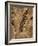 Fossil Fern Found in the Vermillion Grove Coal Mine in Illinois-Layne Kennedy-Framed Photographic Print