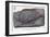 Fossil Holoptychius-null-Framed Premium Giclee Print