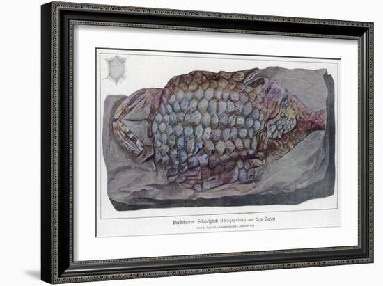 Fossil Holoptychius-null-Framed Premium Giclee Print