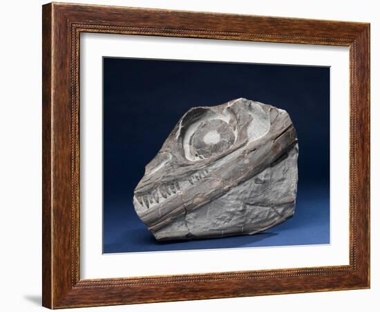 Fossil Icthyosaur Collected by F. W. L. Ross-null-Framed Photographic Print