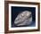 Fossil Icthyosaur Collected by F. W. L. Ross-null-Framed Photographic Print