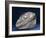 Fossil Icthyosaur Collected by F. W. L. Ross-null-Framed Photographic Print