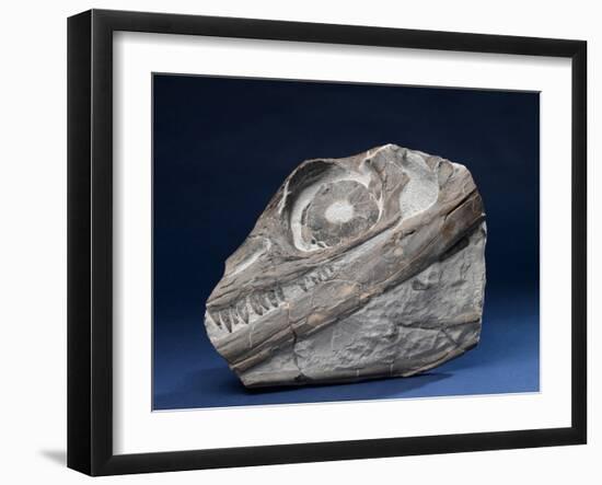 Fossil Icthyosaur Collected by F. W. L. Ross-null-Framed Photographic Print