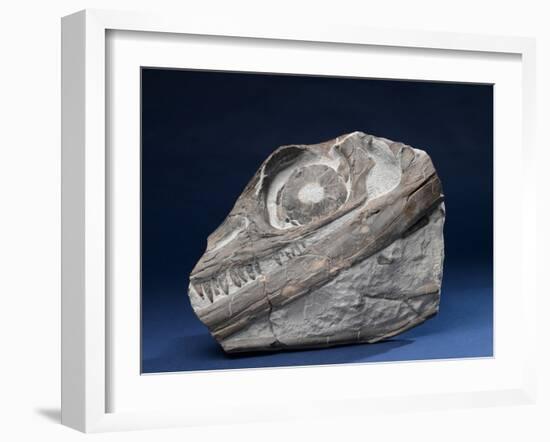 Fossil Icthyosaur Collected by F. W. L. Ross-null-Framed Photographic Print