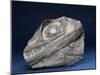 Fossil Icthyosaur Collected by F. W. L. Ross-null-Mounted Photographic Print