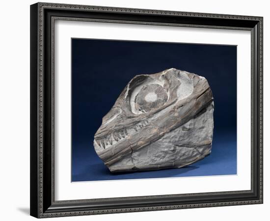 Fossil Icthyosaur Collected by F. W. L. Ross-null-Framed Photographic Print