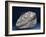 Fossil Icthyosaur Collected by F. W. L. Ross-null-Framed Photographic Print