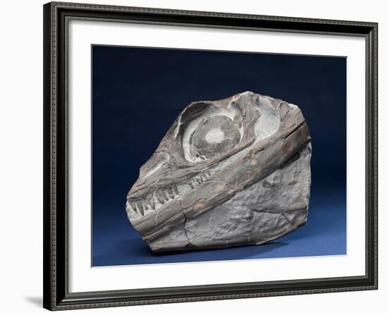 Fossil Icthyosaur Collected by F. W. L. Ross-null-Framed Photographic Print