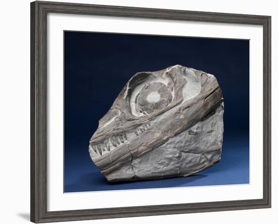 Fossil Icthyosaur Collected by F. W. L. Ross--Framed Photographic Print