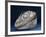 Fossil Icthyosaur Collected by F. W. L. Ross-null-Framed Photographic Print