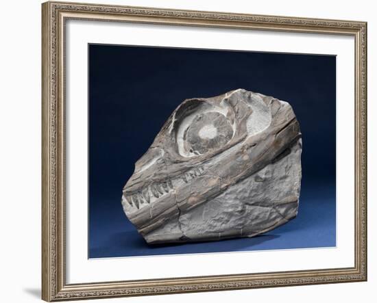 Fossil Icthyosaur Collected by F. W. L. Ross-null-Framed Photographic Print