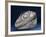 Fossil Icthyosaur Collected by F. W. L. Ross-null-Framed Photographic Print