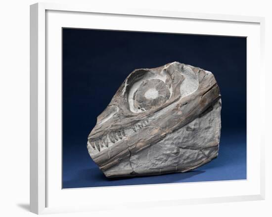 Fossil Icthyosaur Collected by F. W. L. Ross-null-Framed Photographic Print