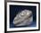 Fossil Icthyosaur Collected by F. W. L. Ross-null-Framed Photographic Print