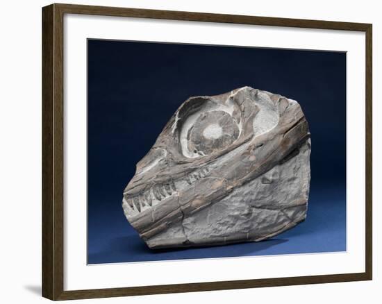 Fossil Icthyosaur Collected by F. W. L. Ross-null-Framed Photographic Print