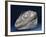 Fossil Icthyosaur Collected by F. W. L. Ross-null-Framed Photographic Print