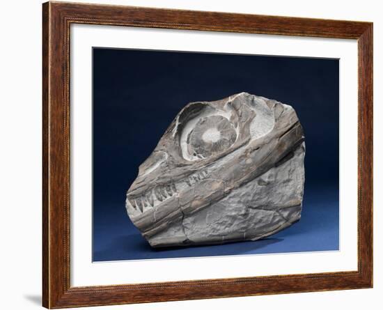 Fossil Icthyosaur Collected by F. W. L. Ross-null-Framed Photographic Print