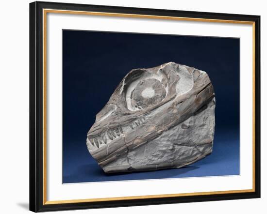 Fossil Icthyosaur Collected by F. W. L. Ross-null-Framed Photographic Print