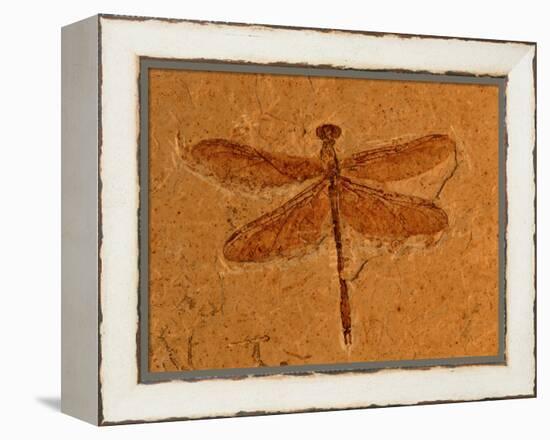 Fossil Insect, Dragonfly, Early Cretaceous, Brazil-John Cancalosi-Framed Premier Image Canvas