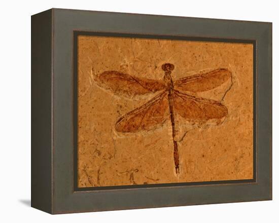 Fossil Insect, Dragonfly, Early Cretaceous, Brazil-John Cancalosi-Framed Premier Image Canvas