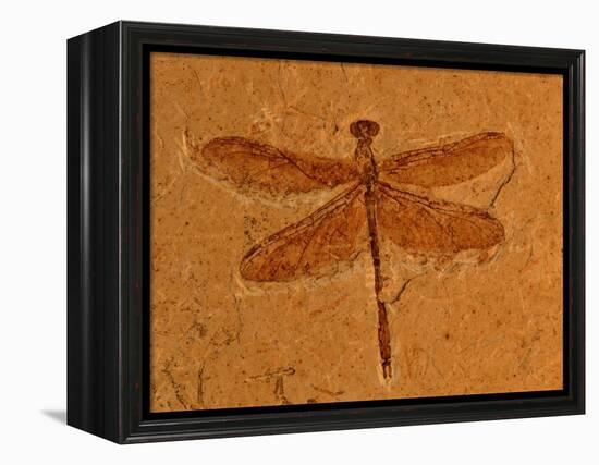 Fossil Insect, Dragonfly, Early Cretaceous, Brazil-John Cancalosi-Framed Premier Image Canvas