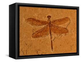 Fossil Insect, Dragonfly, Early Cretaceous, Brazil-John Cancalosi-Framed Premier Image Canvas