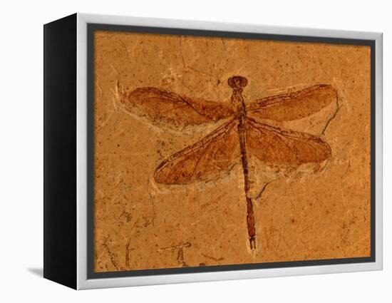 Fossil Insect, Dragonfly, Early Cretaceous, Brazil-John Cancalosi-Framed Premier Image Canvas