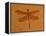 Fossil Insect, Dragonfly, Early Cretaceous, Brazil-John Cancalosi-Framed Premier Image Canvas