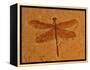 Fossil Insect, Dragonfly, Early Cretaceous, Brazil-John Cancalosi-Framed Premier Image Canvas