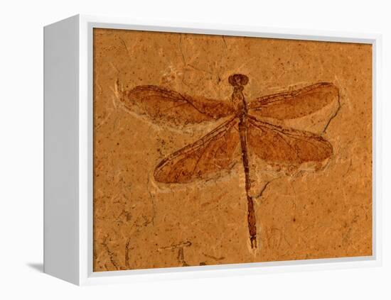 Fossil Insect, Dragonfly, Early Cretaceous, Brazil-John Cancalosi-Framed Premier Image Canvas