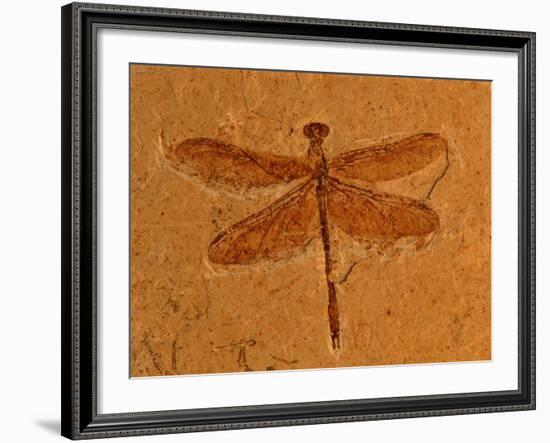 Fossil Insect, Dragonfly, Early Cretaceous, Brazil-John Cancalosi-Framed Photographic Print