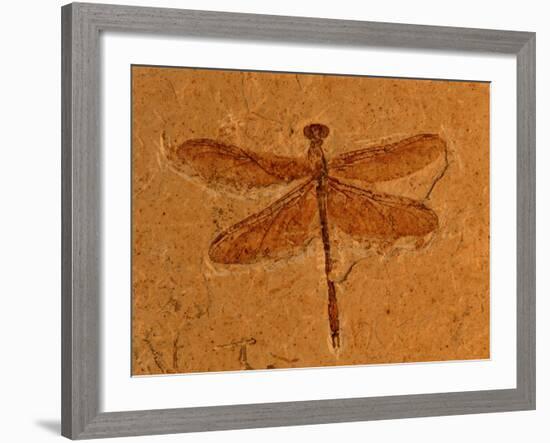 Fossil Insect, Dragonfly, Early Cretaceous, Brazil-John Cancalosi-Framed Photographic Print