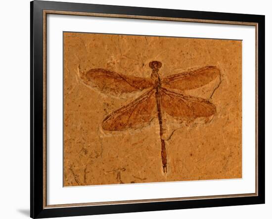 Fossil Insect, Dragonfly, Early Cretaceous, Brazil-John Cancalosi-Framed Photographic Print